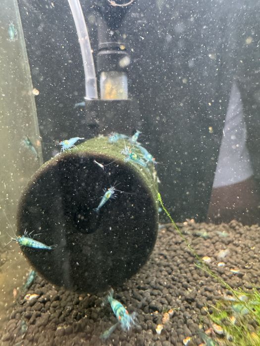 Neocaridina blue OE