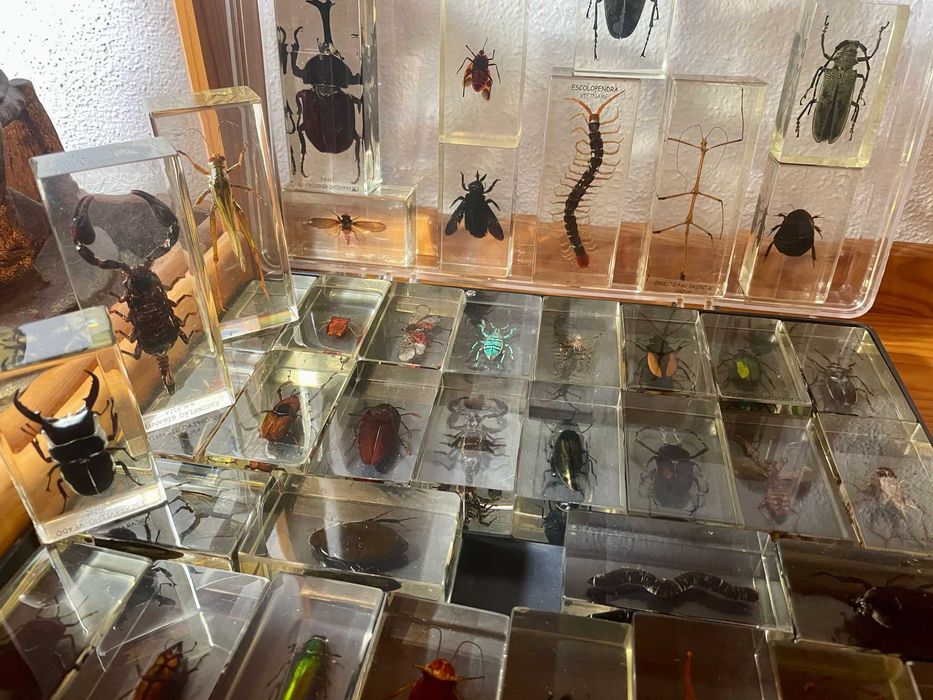 Insetos e aracnídeos em Resina para colecionar