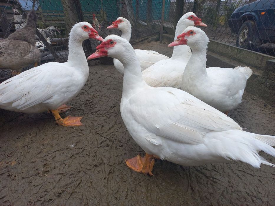 Мускусні індокачури та індокачечки німецької лінії