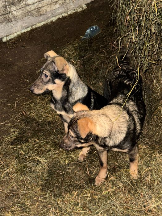 szczeniaczki kundelki