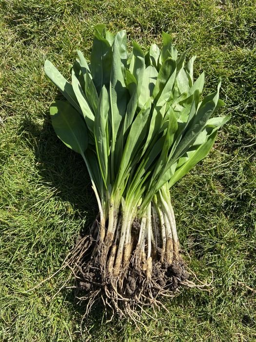 Czosnek Niedźwiedzi cebulki 500 sztuk