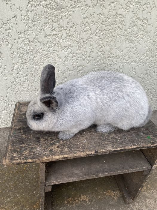 Кролики кролі продам