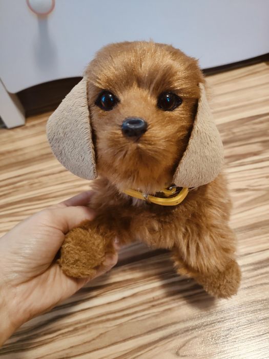 Piesek szczeka rusza ogonkiem