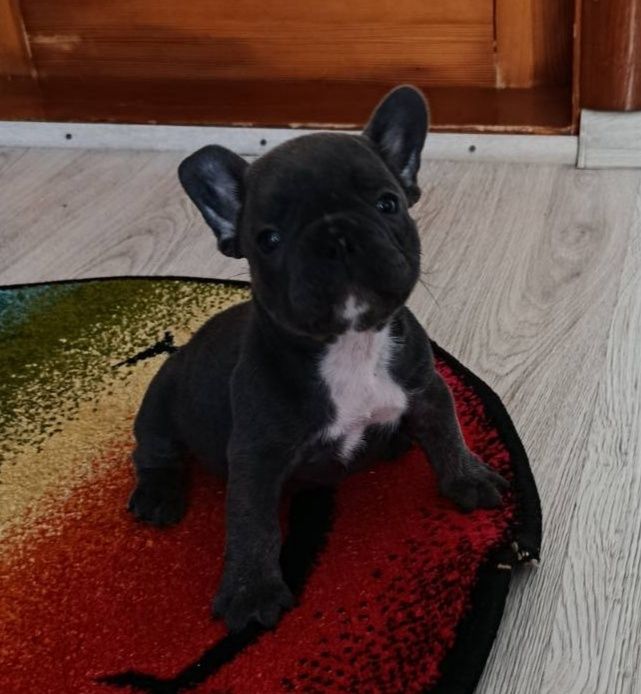 Французькі бульдоги