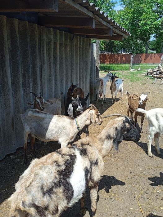 Продам кози породисті і напів породисті.