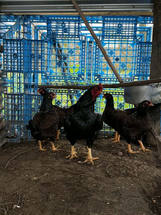 Ovos disponíveis das seguintes raças.