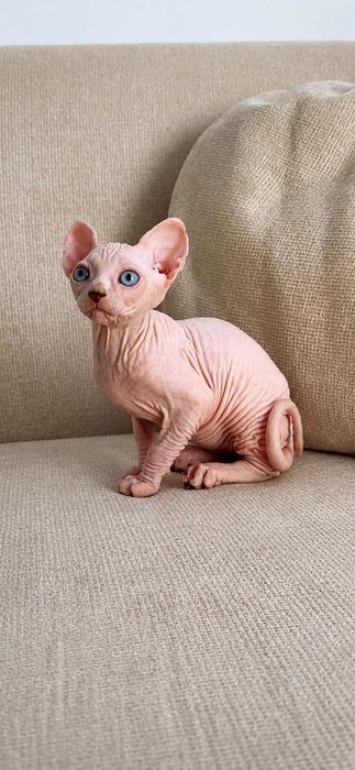 Sphynx 10/06/2026