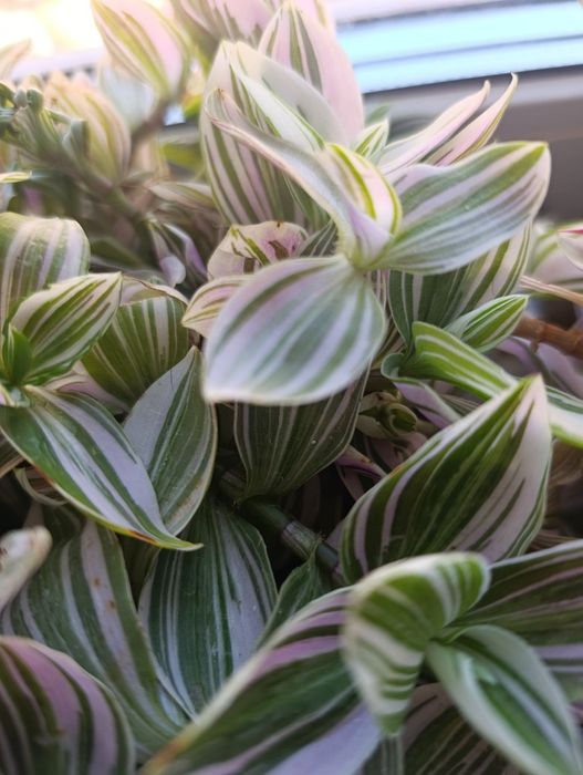 Продам традесканцию Нанук.