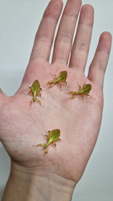 LIŚCIEC Phyllium letiranti tataba L4