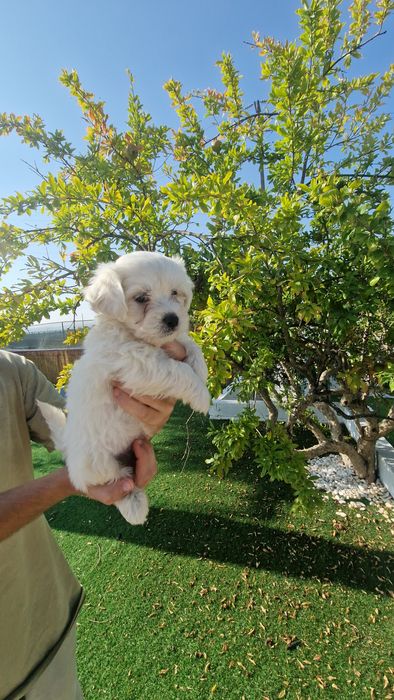Bichon Maltês disponível