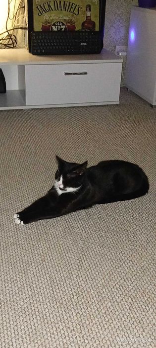 Отдам кота и кошечку