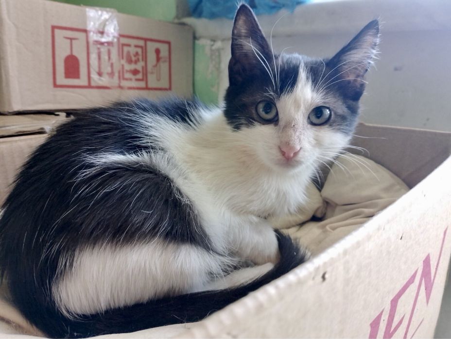 Малыш ищет дом