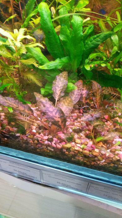 Аквариумные растения