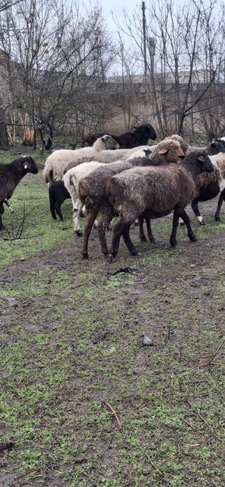 Вівці гісарскі продам