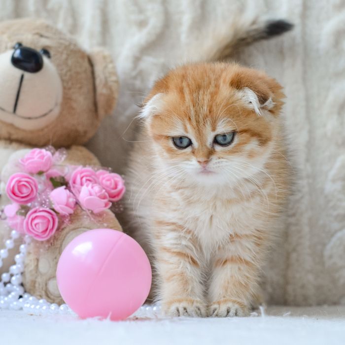 Золота красуня-кошеня