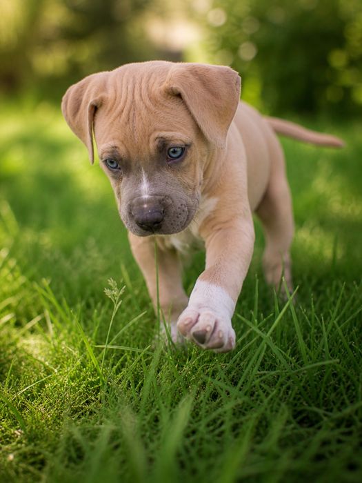 Mega rodzinna i oddana suczka Amstaff!