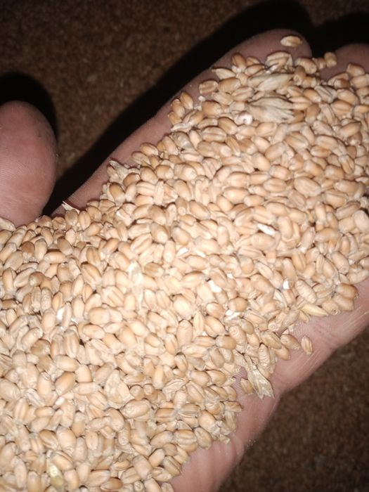 Mieszanka pszenica pszenżyto workowana 25 lub 50 kg