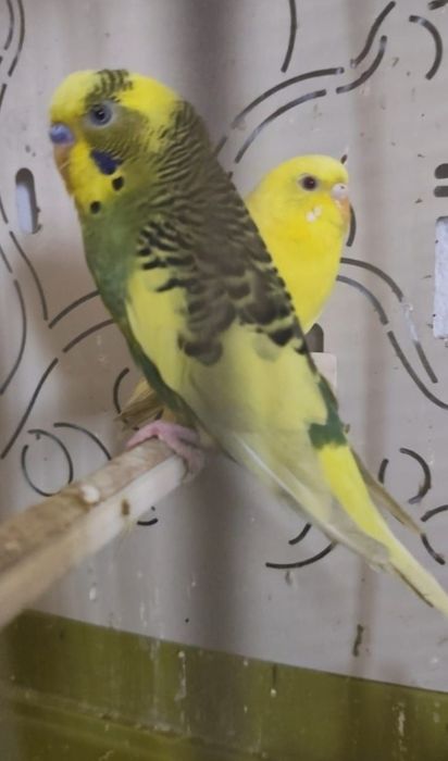 Budgie Bird pairs