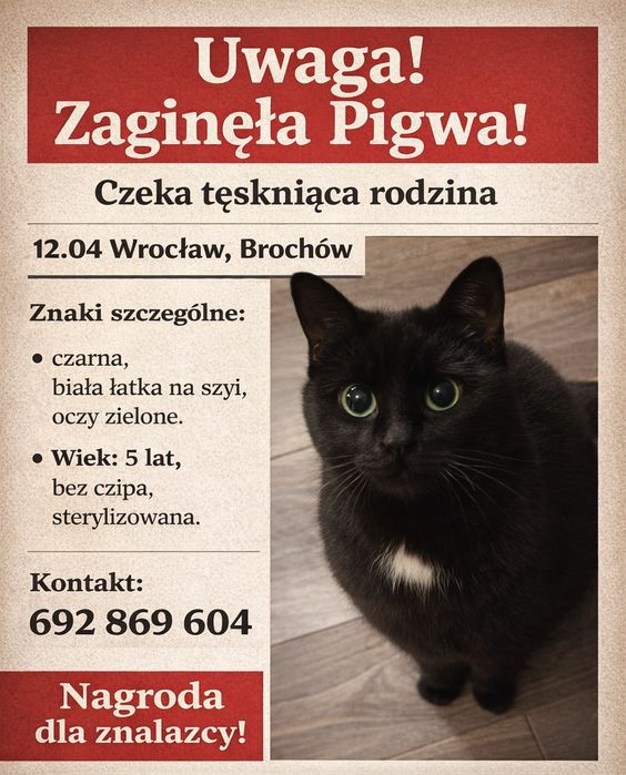 Zaginęła kotka Wrocław Brochów! Ulica Semaforowa