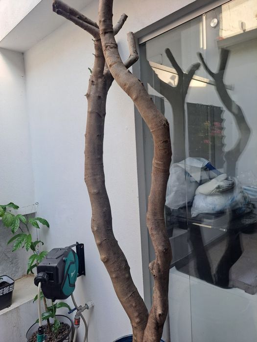 Oliveira grande com 2 metros podada a rebentar da azeitonas planta Árvore de grande porte para patio, jardim, terraço ou vaso decoração quintal