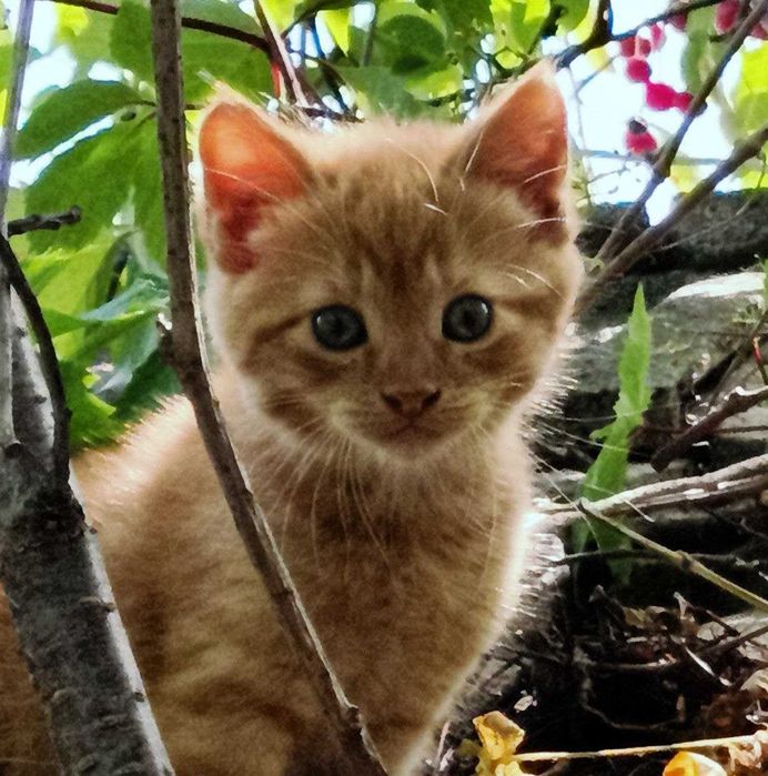 Кошенята, котики, домашні улюбленці