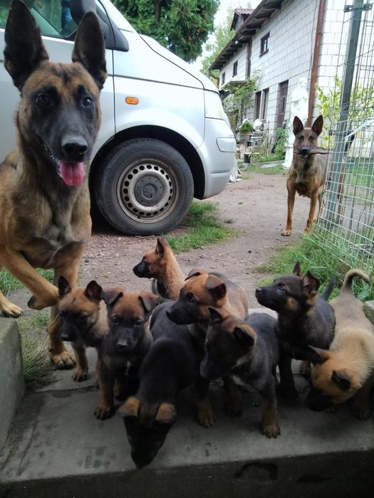 Szczenię Owczarek Belgijski Malinois