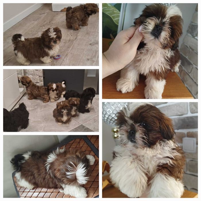 Rudo-bialy piesek slicznosci rodowód ZHPR