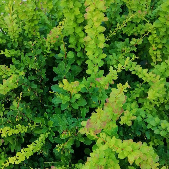 Berberys Thunberga 'Green Carpet' Zielony Dywan (Berberis thunbergii)
