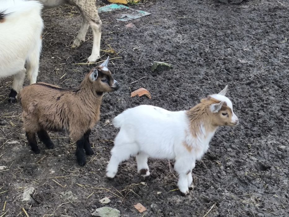 Casal cabras anãs
