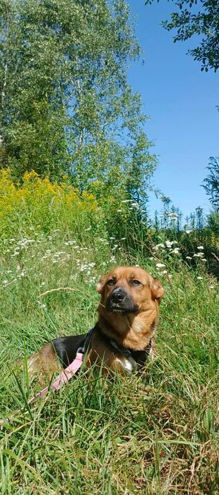 Suczka Figa szuka domu- adopcja