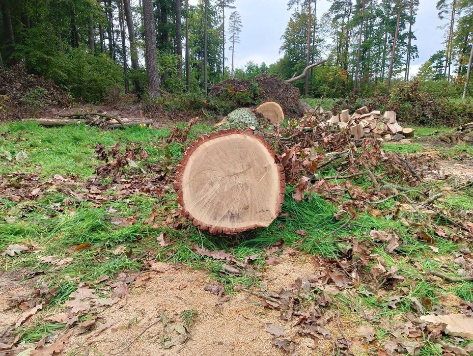 Dąb, drzewo, kłody