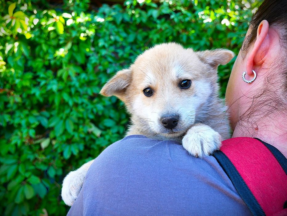 Цуценя в добрі руки