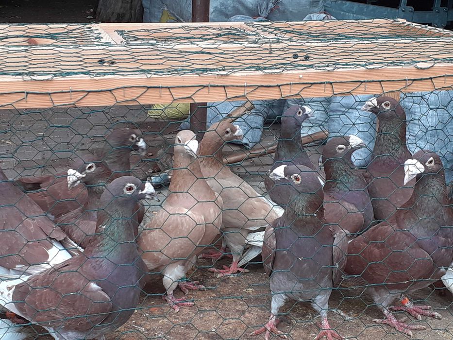 staropolskie czerwone