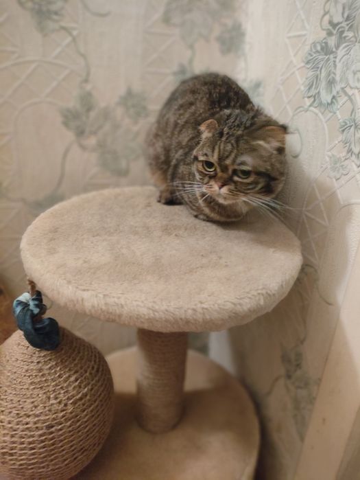 Кошка Scottish fold вислоухая