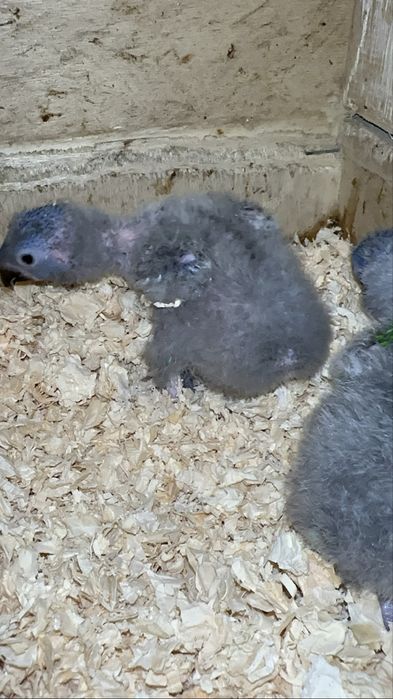 Loris molucanos para criar a mão