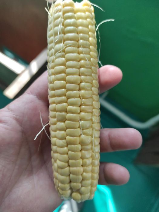 кукурудза солодка