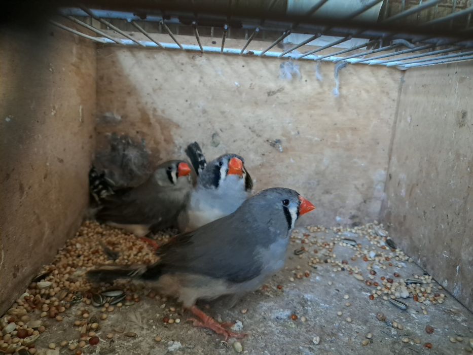 Mandarins gigantes exposição