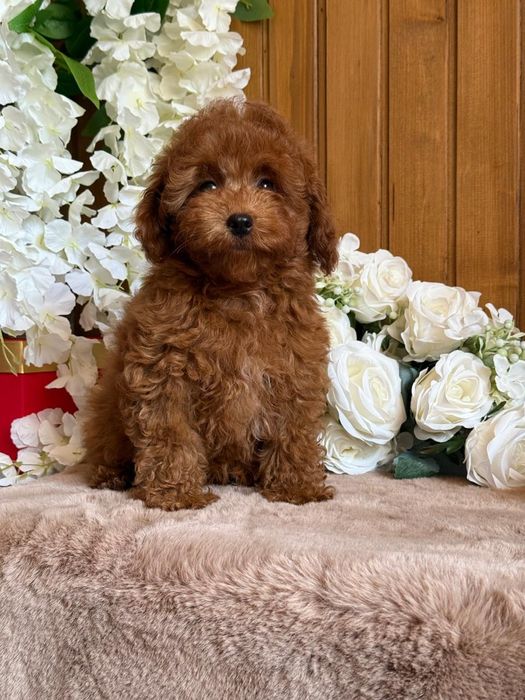 Той пудель хлопчик.