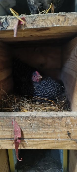 Інкубаційні яйця мішаних курей