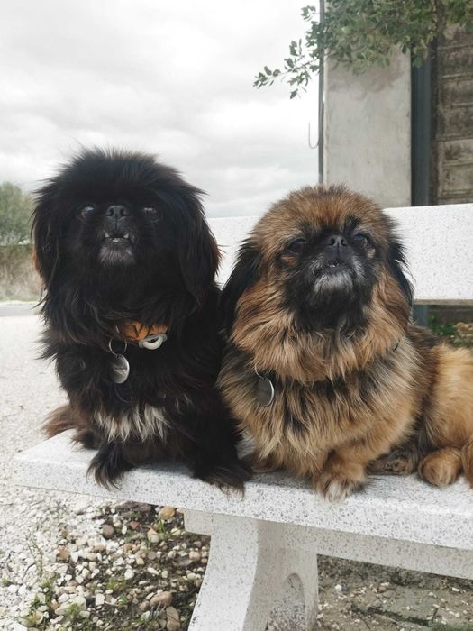 MADALENA E BROA (Fêmeas, Pequineses) Para Adoção