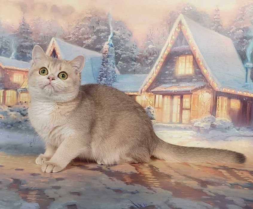 Люсьен - скоттиш страйт ny11