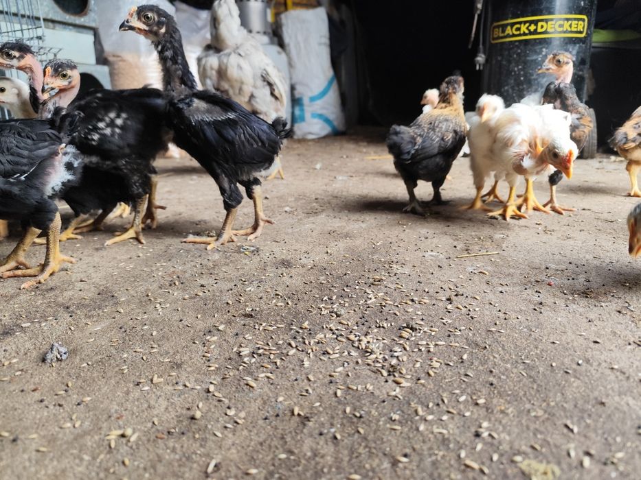 Frangos galinhas caseiras