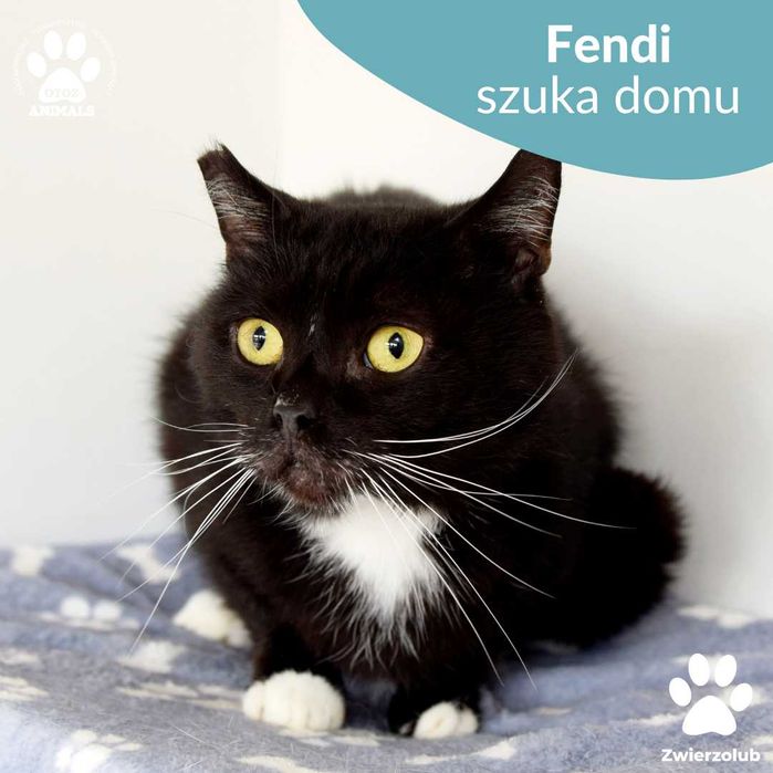 Spokojna Fendi szuka domu!