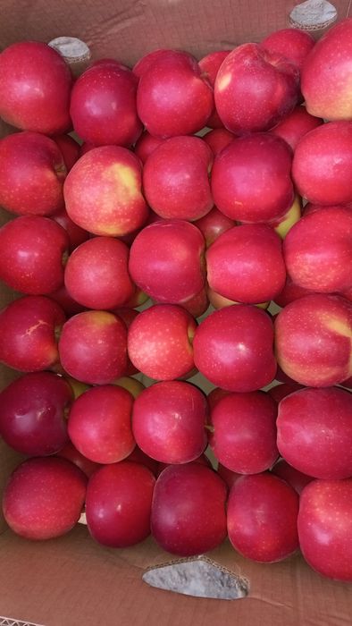 Продам яблука сорт Гала