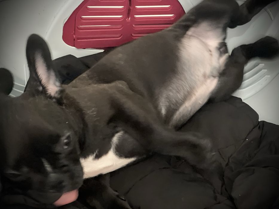 Bulldog frances