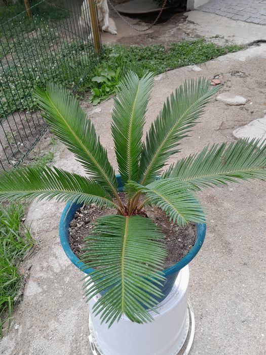 Planta Palmeira Cica