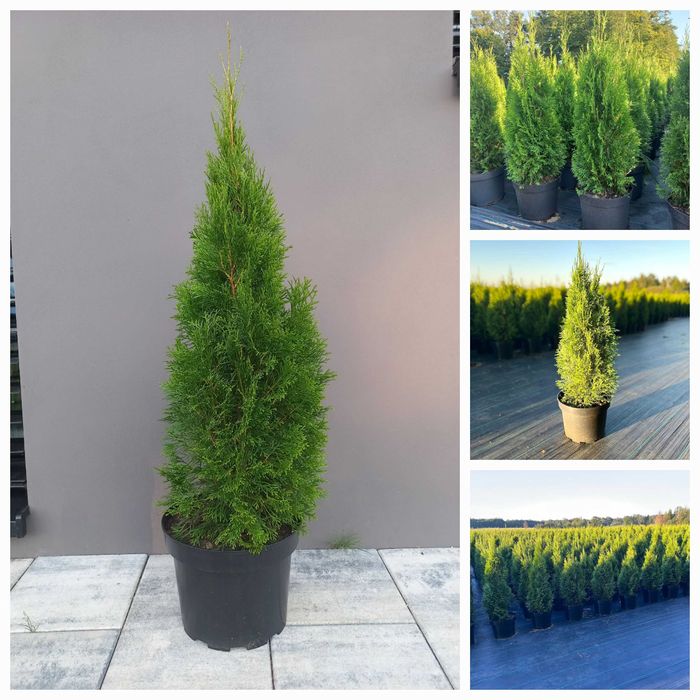 THUJA SZMARAGD 110-120 cm | Doniczka 10L | Producent