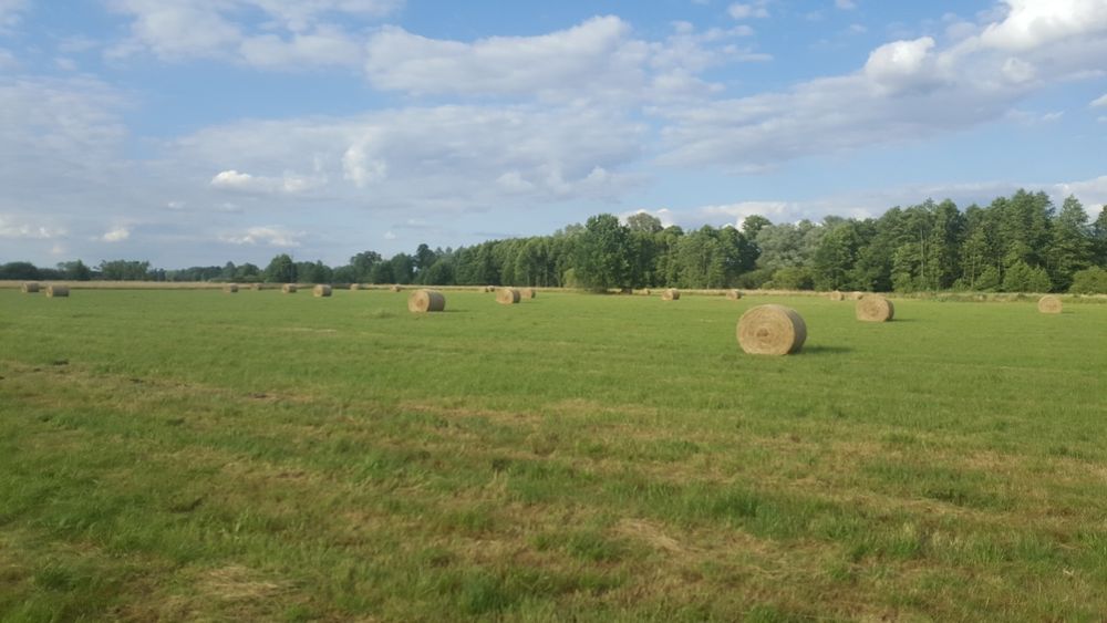 Siano dla koni pierwszy i drugi pokos Transport