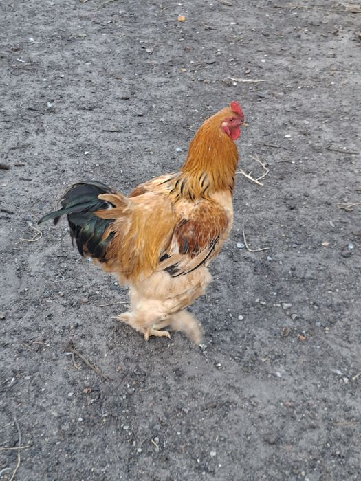 Brahma młode koguty