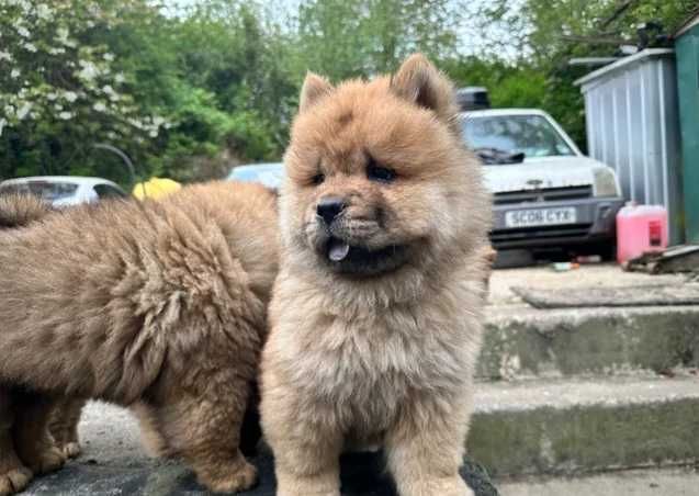 Adorável cachorro de Chow Chow